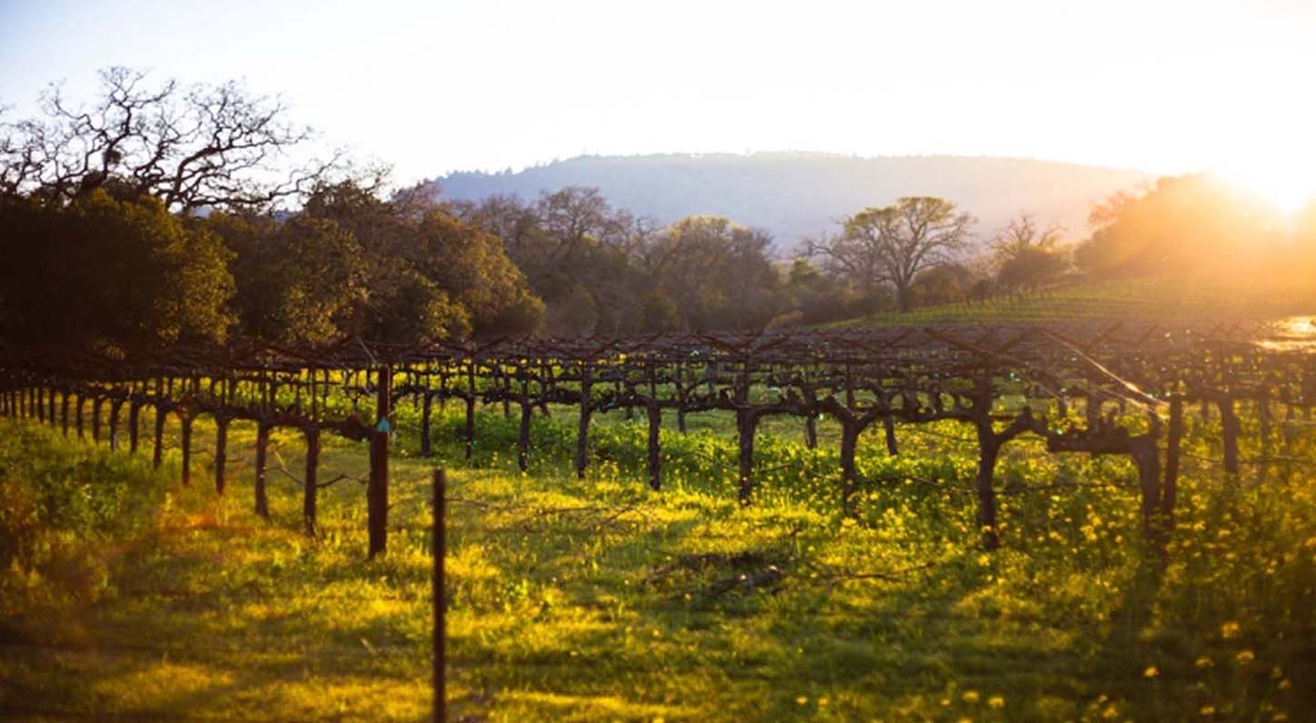 Press Preview Image: Are NFTs the future of digital wine experiences?