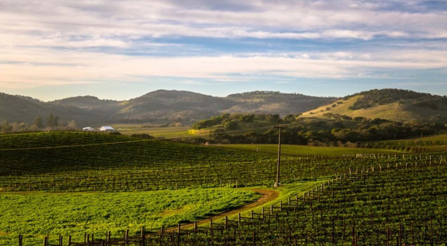 Press Preview Image: Why this wine NFT club is taking its sustainability cues from Napa Valley